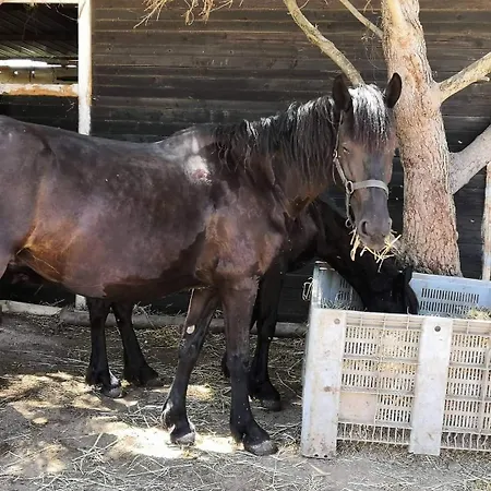 Séjour à la ferme Zio Zac Torre Pali