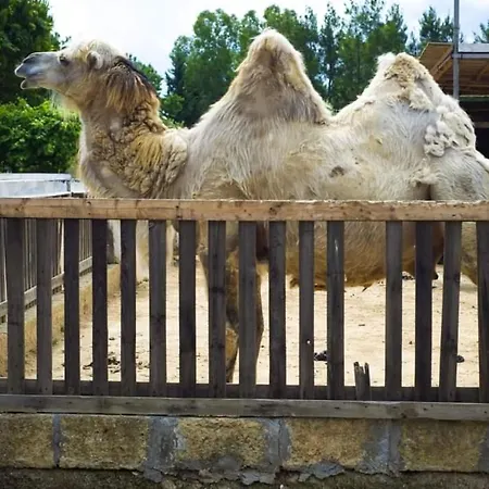 Zio Zac Séjour à la ferme